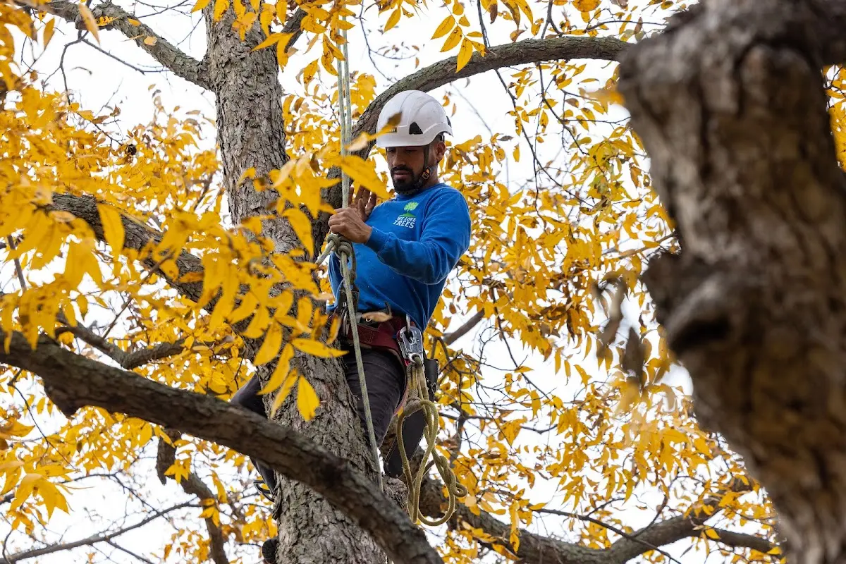 Skilled Tree Trimming crew working in Harrisville